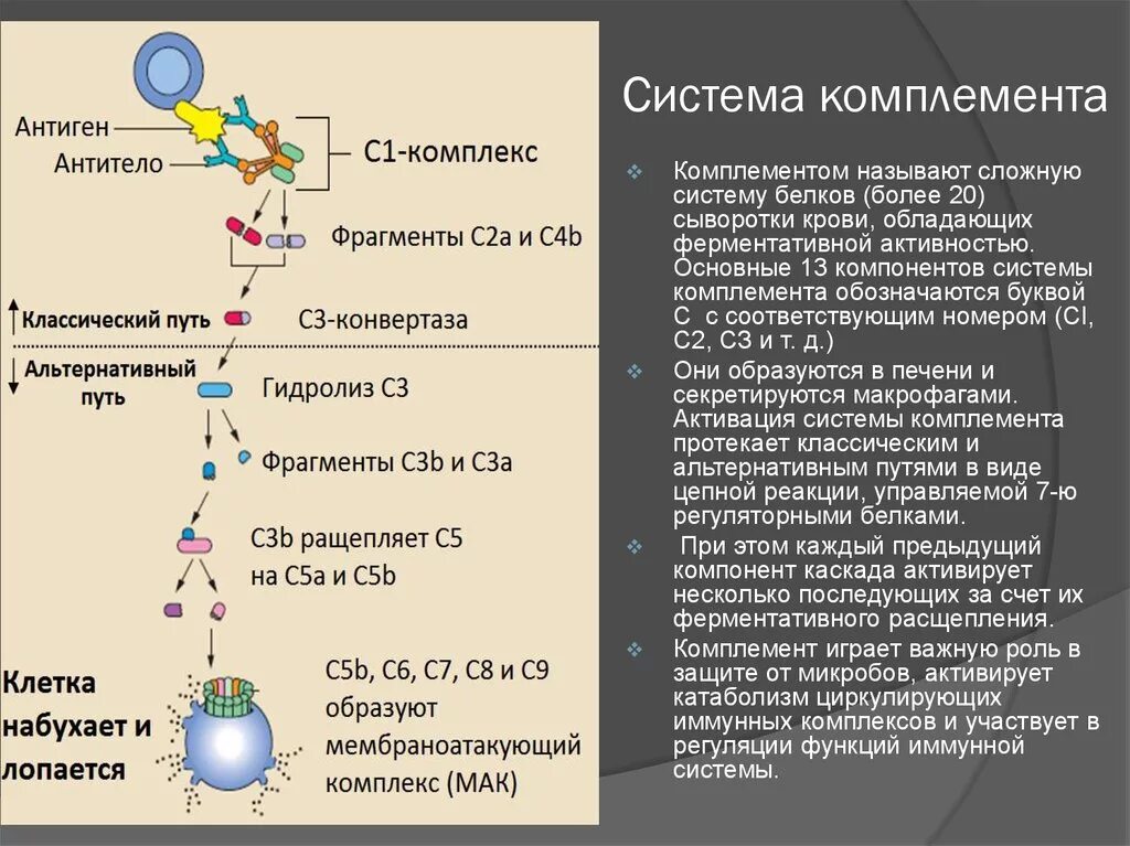 Комплемент как правильно. С3 компонент комплемента. Система комплемента биохимия. Активация системы комплемента микробиология. Функции иммунного комплемента.