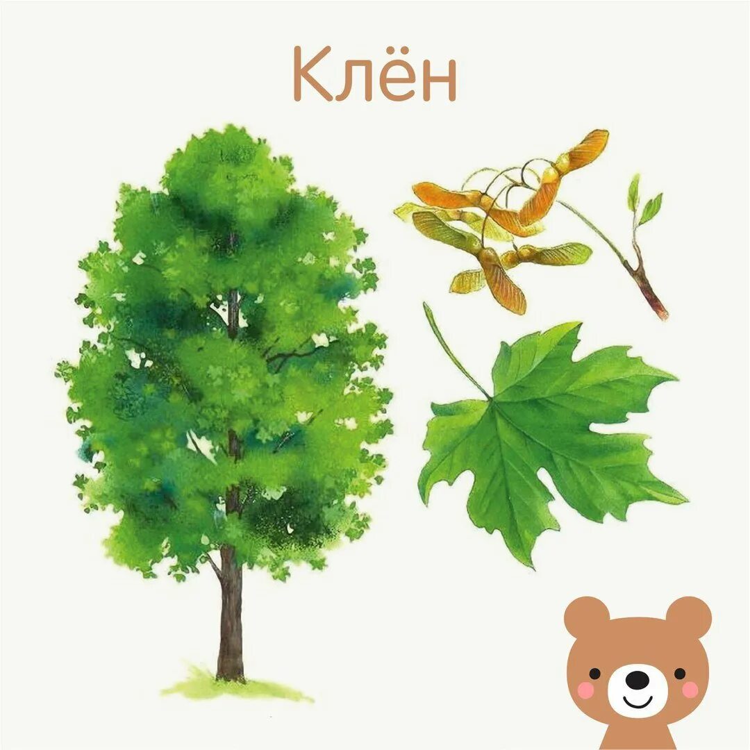 Картинки разных деревьев для детей. Карточки с изображением деревьев. карточки деревья для детей. деревья и их листья. дерево для детского сада.