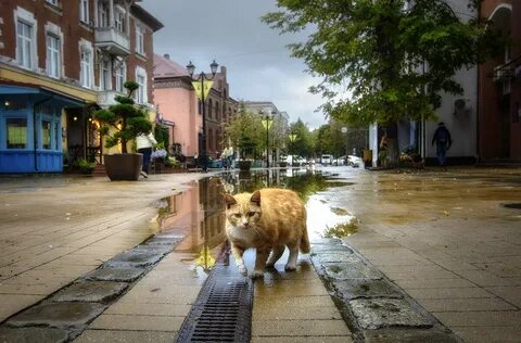 Хозяин города