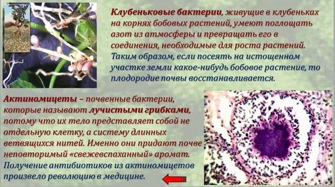 Клубеньковые бактерии в природе