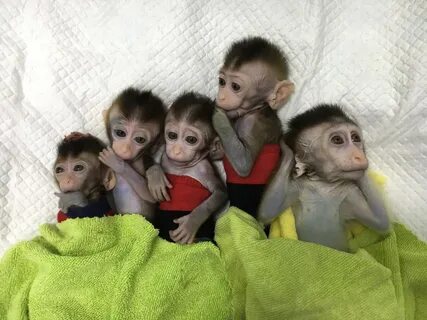 Мартышки много
