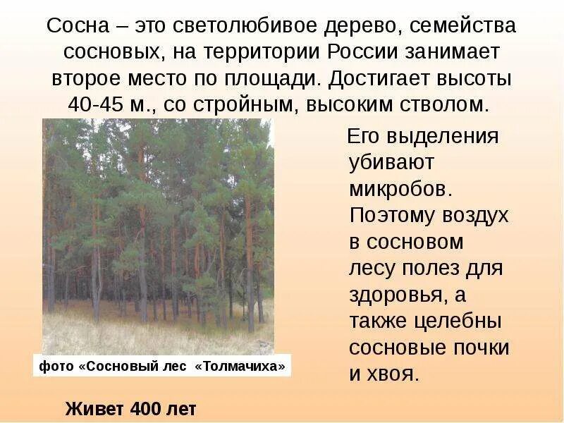 Сосна описание. Сосна обыкновенная габитус. Информация о сосне. Научный текст про сосну. Научный текст про сосну.