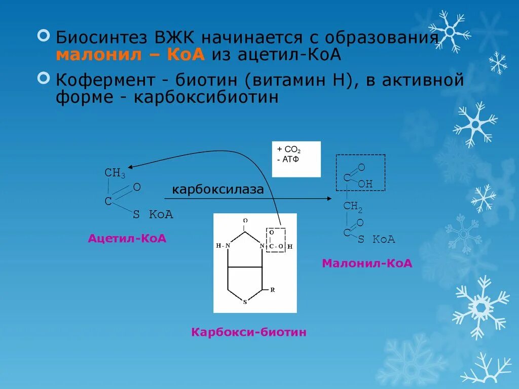 Синтез вжк. Биосинтез ВЖК. Биосинтез высших жирных кислот (ВЖК). Коферменты синтеза ВЖК. Химизм биосинтеза ВЖК.