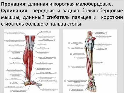 Мышцы участвующие в движении