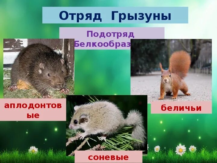 Грызуны доклад. Отряды млекопитающих отряд грызуны. отряд грызунов представители. грызуны биология. презентация на тему грызуны.