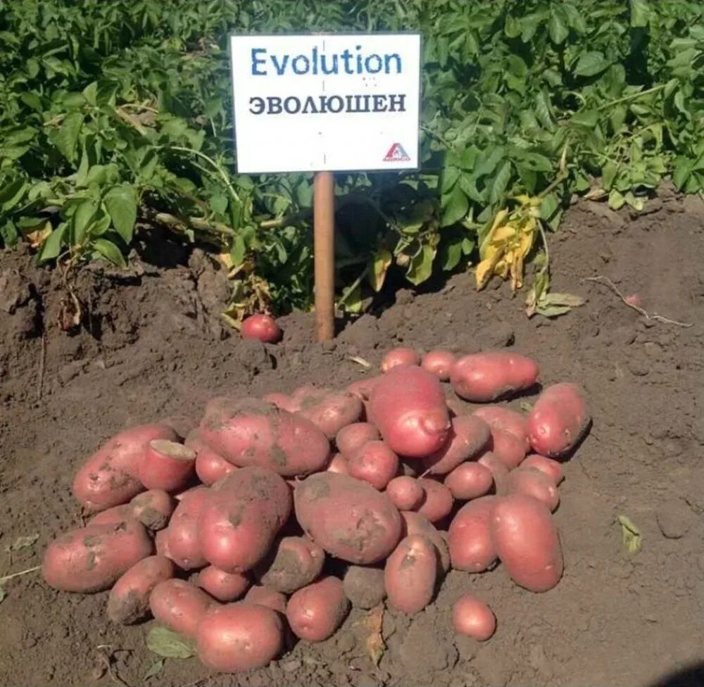 Сорт картошки evolution. Сорт картошки эволюшн. Картофель семенной, сорт эволюшн. Картофель сорт лабелла семенной. Сорт картофеля эволюшн.