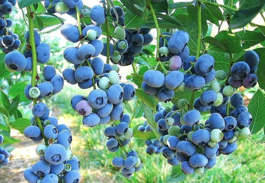 Голубика блюрей. Голубика садовая bluegold. голубика высокорослая блюголд. голубика блюголд куст. либерти голубика сорт.