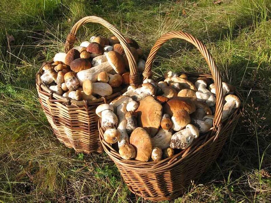 Какие грибы в начале. Корзина с грибами. Белые грибы в корзинке. Урожай грибов. Корзинка белых грибов.