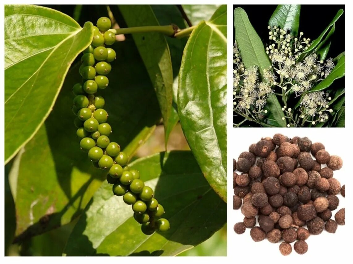 Можно ли вырастить перец горошком. Перец душистый горошек растение. Перец горошком лиана. Черный перец горошком растет. Перец горошком растение.