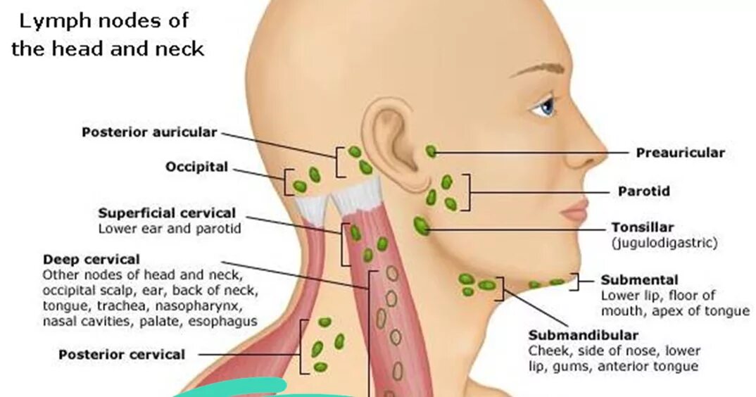 Почему увеличился лимфатический узел. Лимфоузлы околоушные схема. Заушные лимфоузлы расположение схема. Околоушные лимфоузлы расположение схема. Околоушные лимфатические узлы схема.