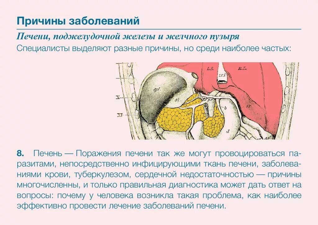 Воспаление печени и желчного пузыря. Причины заболевания печени. Заболевания печени и желчного. Заболевания печени и желчного пузыря. Болезни поджелудочной и желчного пузыря.