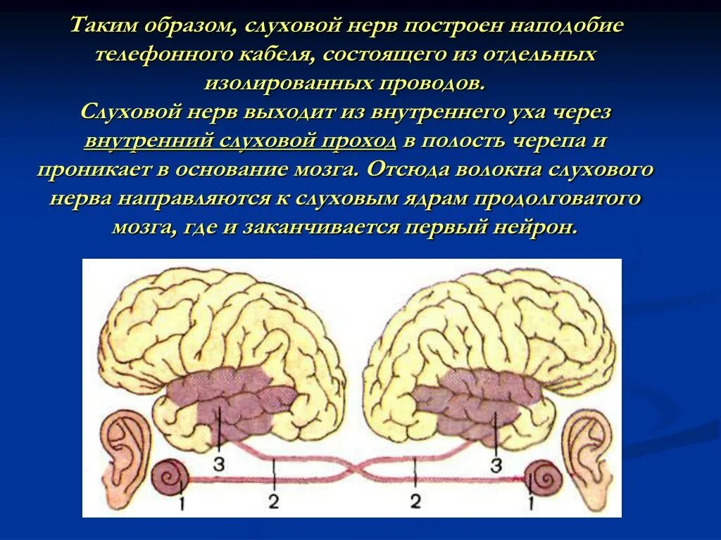 Слуховой нерв в мозге. Слуховой нерв строение. Слуховой нерв анатомия. Функции слухового нерва. Расположение слухового нерва.