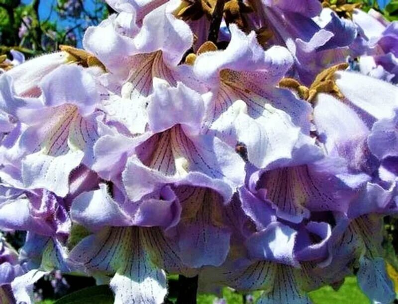 Павловния на зиму. Paulownia tomentosa. павловния дерево. павловния в крыму. павловния войлочная.