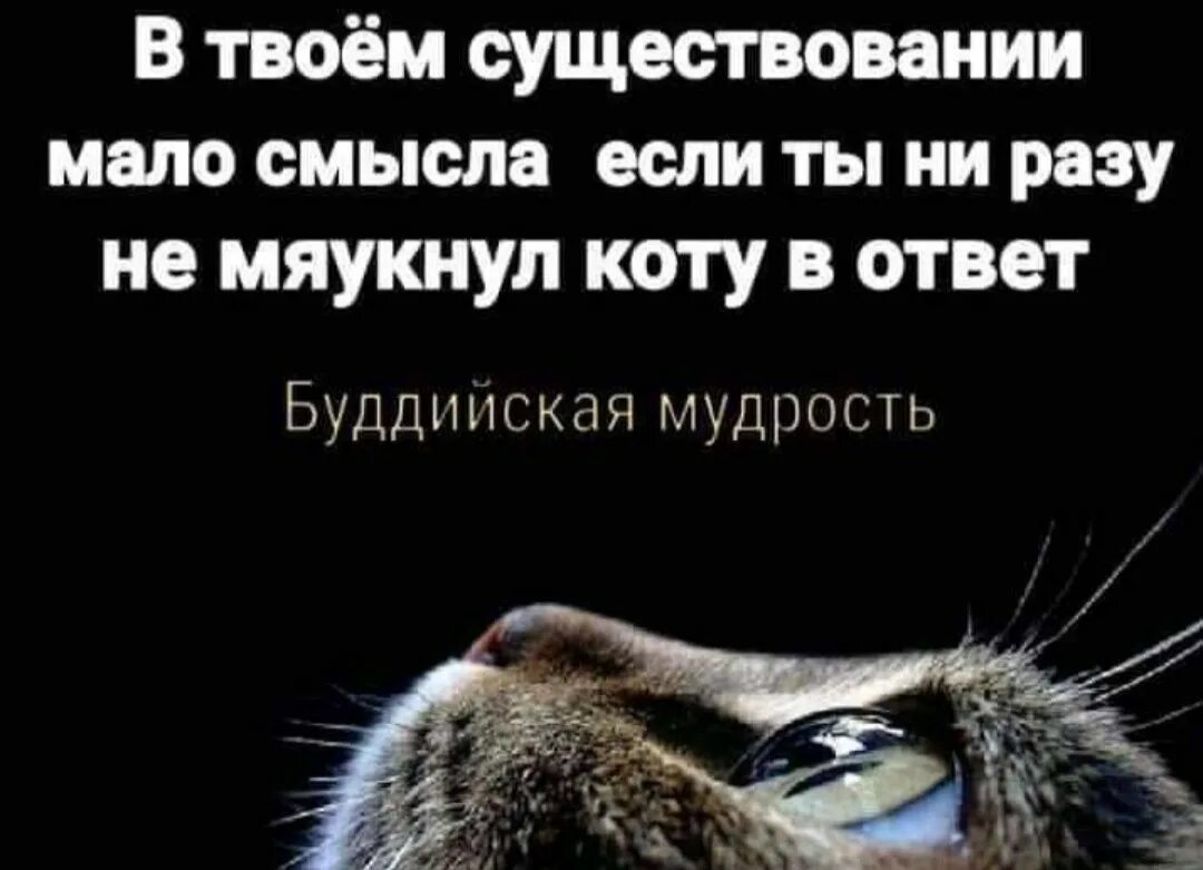 Мяукнул коту в ответ. Если ты не мяукнул коту в ответ. Буддистская мудрость с котиком. Мяукнул человеку человек мяукнул в ответ. Твое бытие