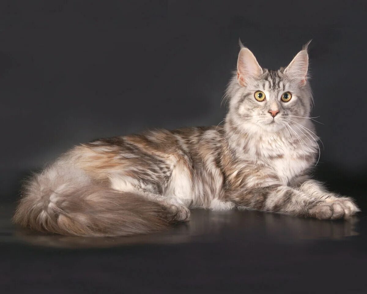 Авито мейкун кошки