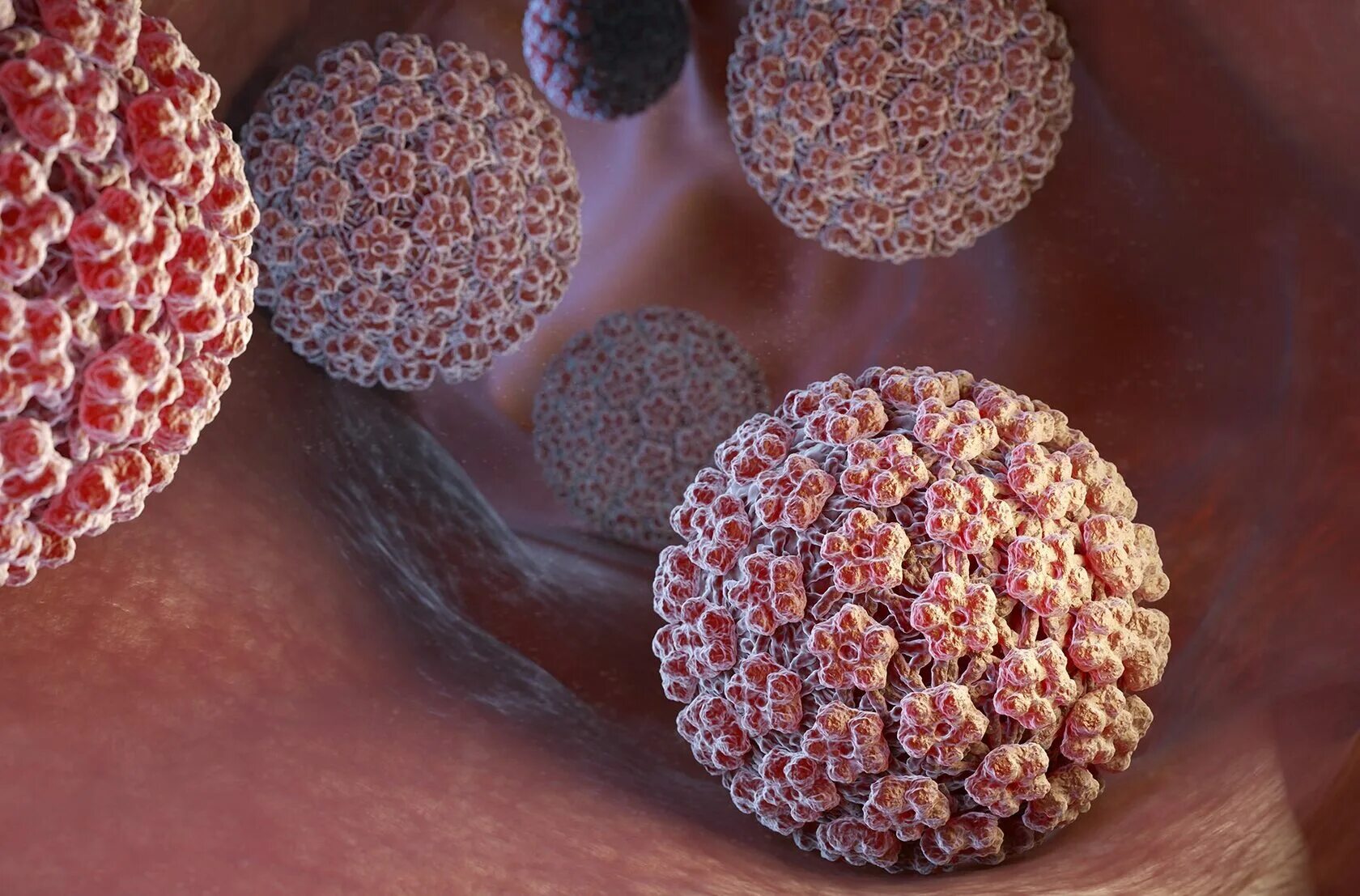 Papilloma virus