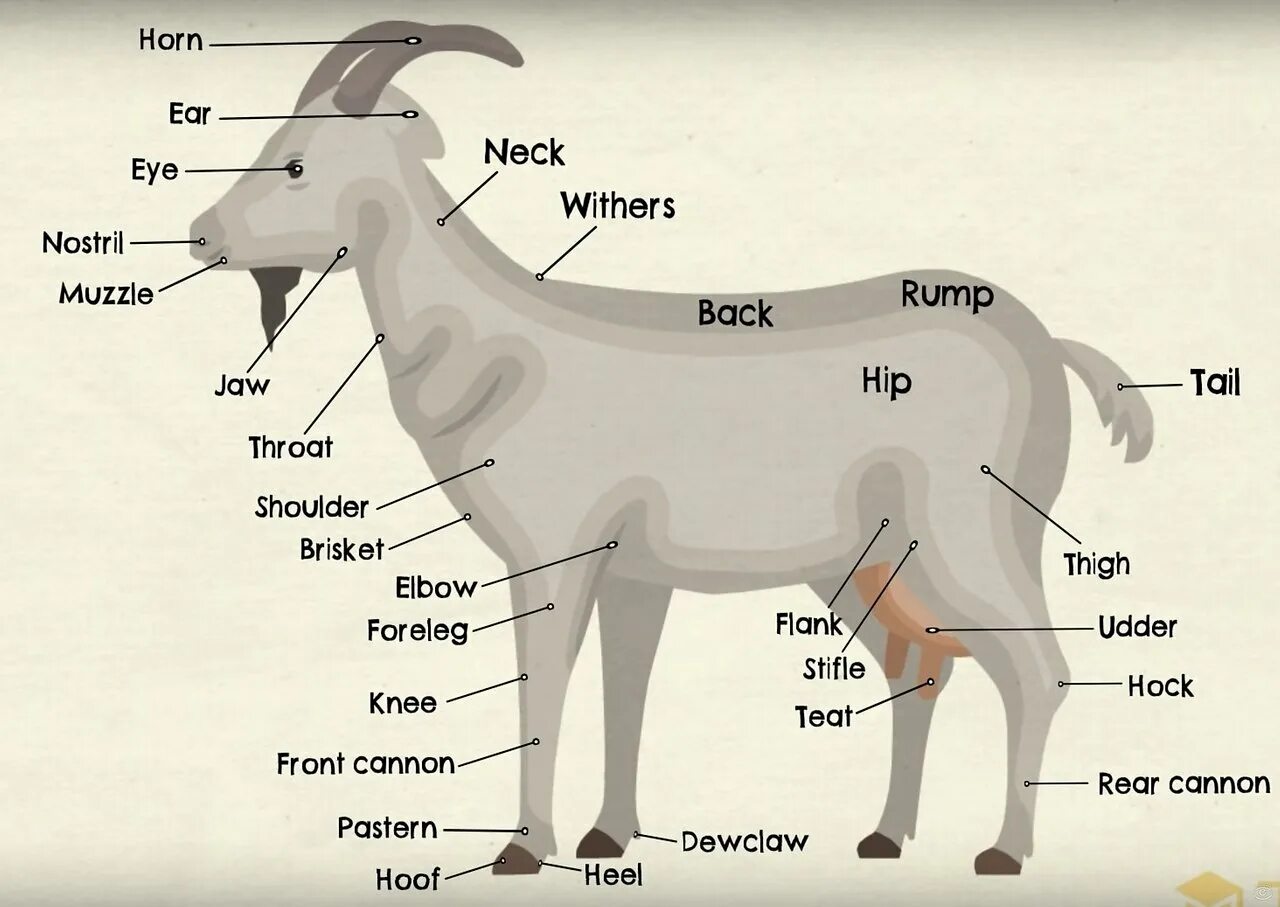 Части тела животных на английском языке. Части тела животного на англ. Животные части тела. Части тела коровы по английскому.