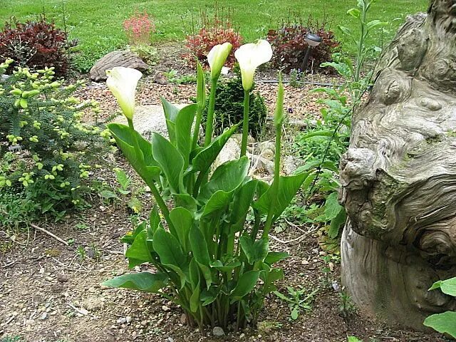 The Art of Living Beautifully: April 2011 Lily garden, Garden planning, Calla li