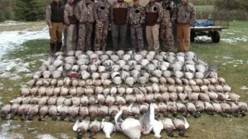 побольше трофеев. побольше трофеев. побольше трофеев. убийство в гнезде фазана. комната с охотничьими трофеями.