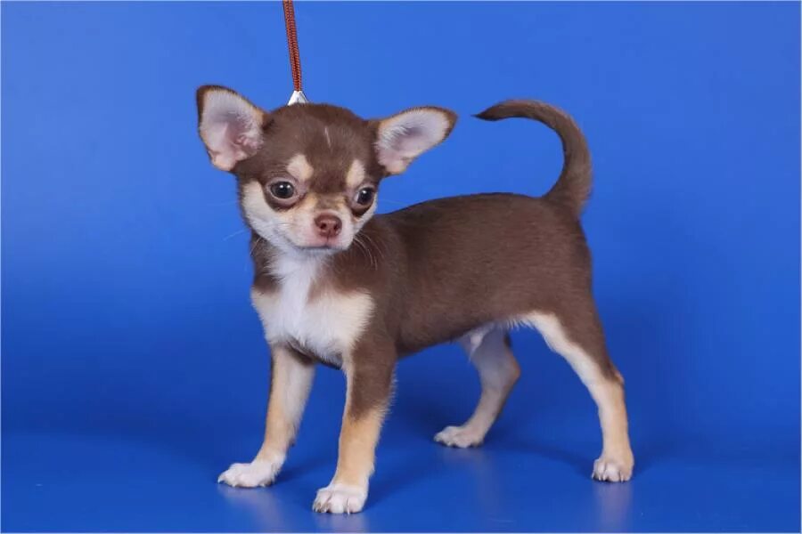 Чихуахуа длинношерстные шоколадные. Чихуахуа шоколадного окраса длинношерстный. Чихуахуа стандарт гладкошерстные шоколад. Чихуахуа короткошерстные. Чихуахуа шоколадного цвета.