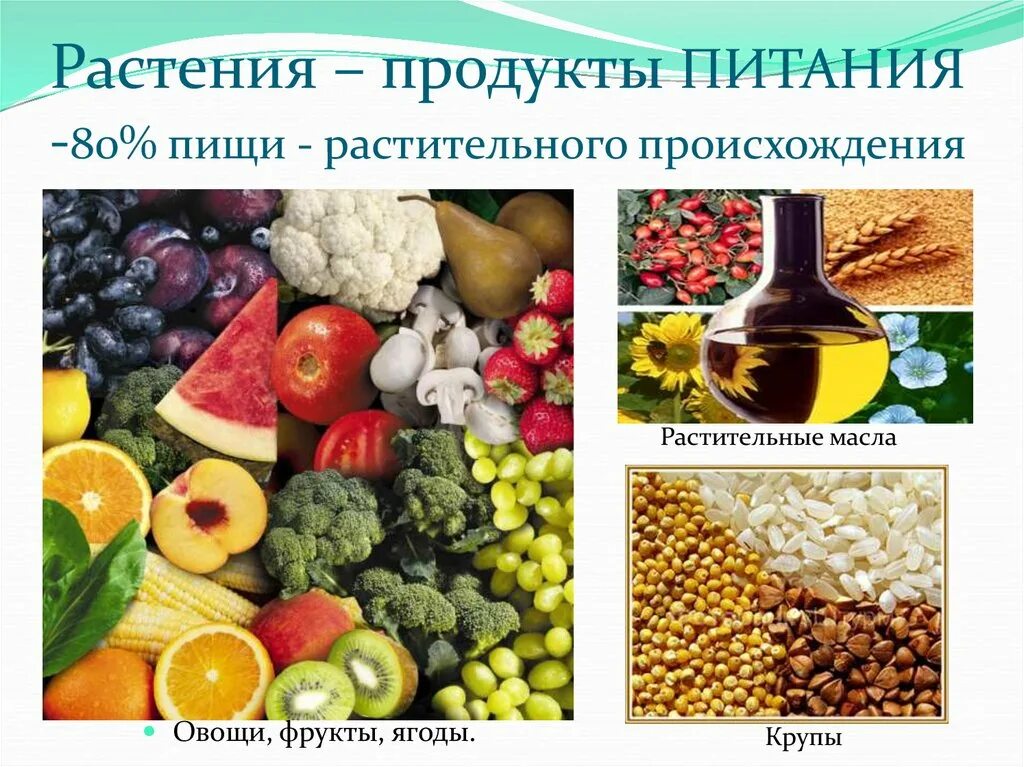 Технология продуктов питания из растительных. Еда растительного происхождения. Продукты растительного происхождения. Продукты питания растительного происхождения. Питание растительного происхождения.