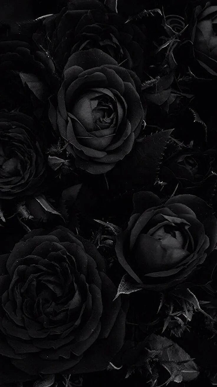 Фон на телефон темные цветы. Дарк Роуз Эстетика. Черный цвет. Мрачные цветы.