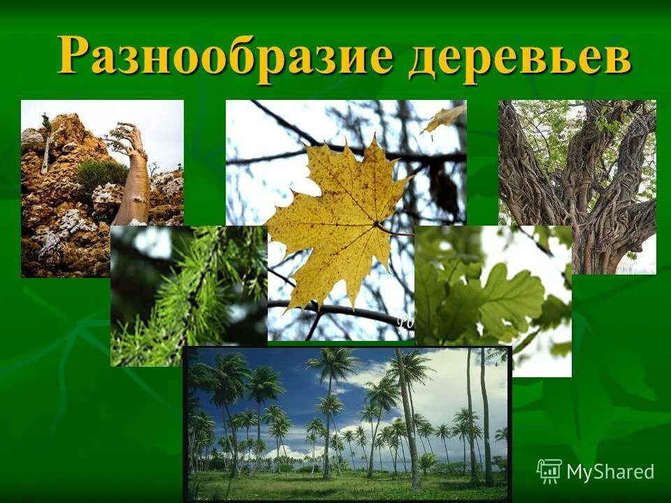 Лиственные деревья для детей. Дерево зеленое. Pinus sylvestris сосна лесная. Разнообразие деревьев. Фракталы в природе деревья.
