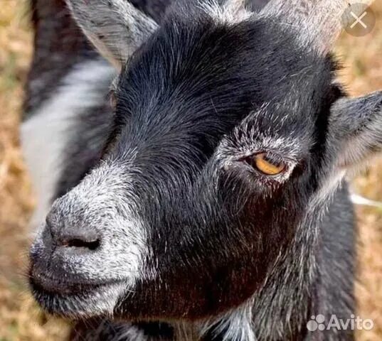 the leo is all in the mind Nigerian dwarf goats, Dwarf goats, Goats