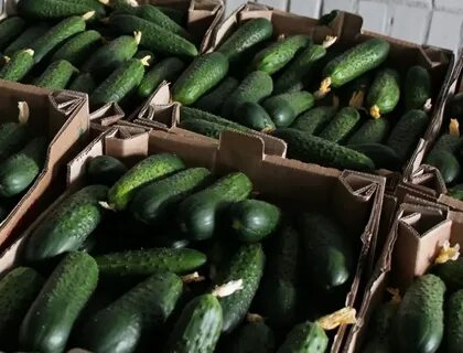 Продам огурец оптом