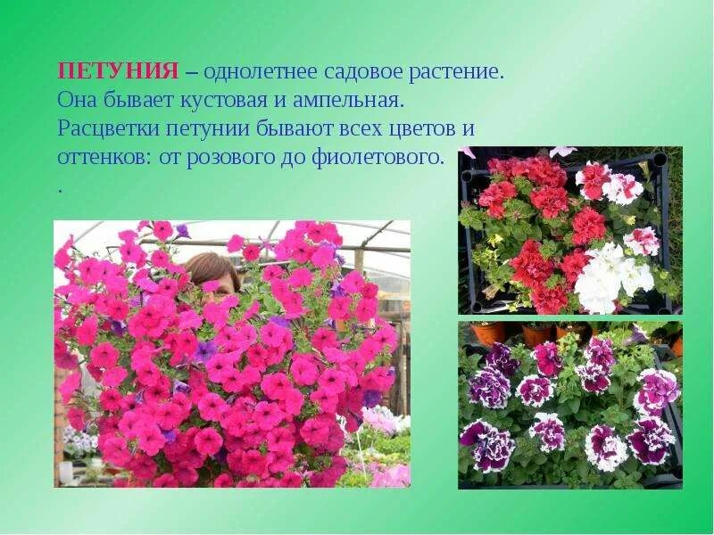 Растения города декоративное цветоводство сообщение 7 класс