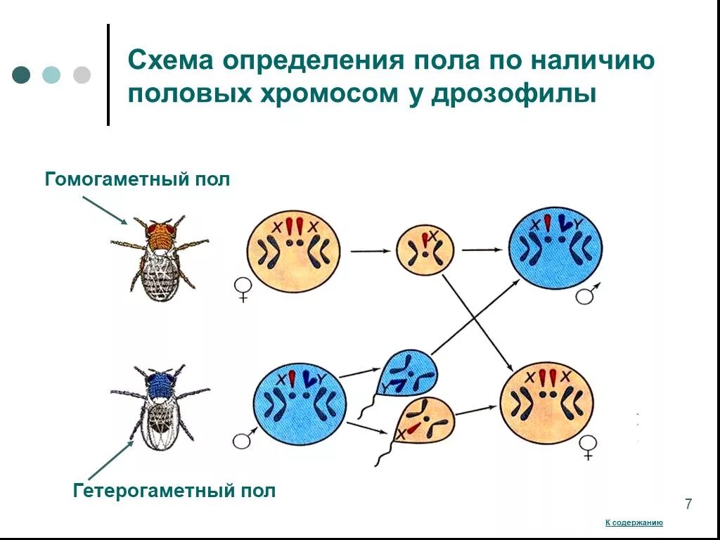 Что определяет пол человека. Генетика пола и наследование сцепленное с полом. Хромосомное определение пола у человека схема. Тип хромосомного определения пола у дрозофилы. Генетическая схема наследования пола человека.