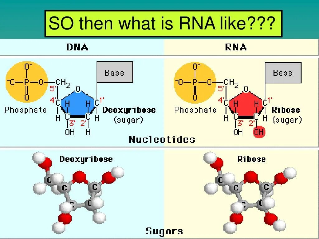 Углеводы днк и рнк. Мономеры РНК формулы. Мономер РНК. Рибоза в РНК. Рибоза в ДНК.