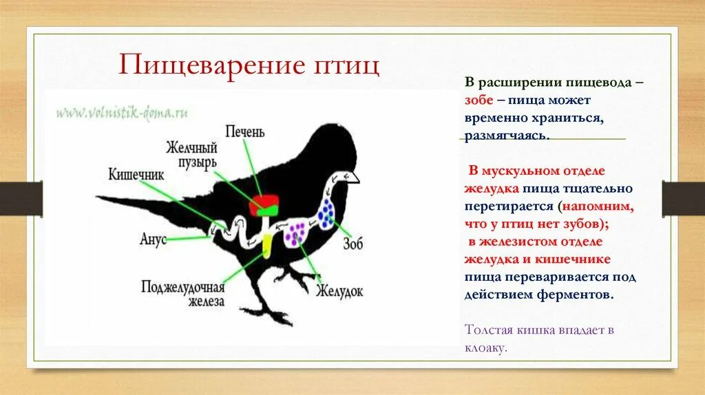 Пищеварительная система птиц. Отделы пищеварительной системы птиц. Пищеварительная система птиц желчный пузырь. Строение зоба у птиц. Пищеварительная система класса птиц