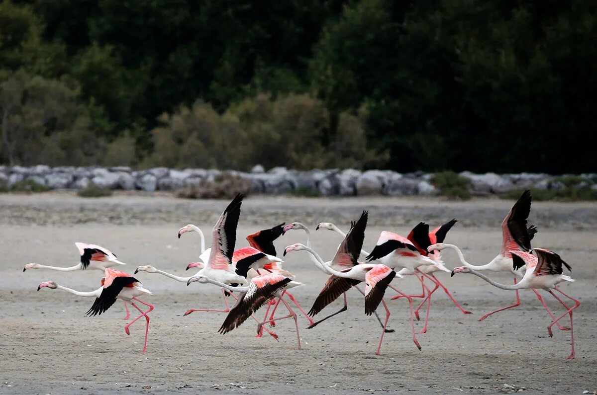 Заповедник Фламинго рас-Аль-хор Дубай. Озеро Фламинго в Дубае. Ras al Khor Wildlife Sanctuary. Розовые Фламинго в Дубае. Рас аль хор