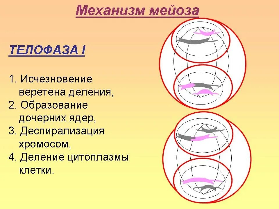 Мейоз телофаза 1 мейоза. Телофаза мейоза 2. Мейоз 1 телофаза 1. Телофаза деление мейоза.