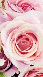 Rose live