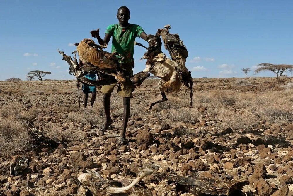 Засуха животные. Животные Африки засуха.