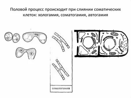 Соматогамия