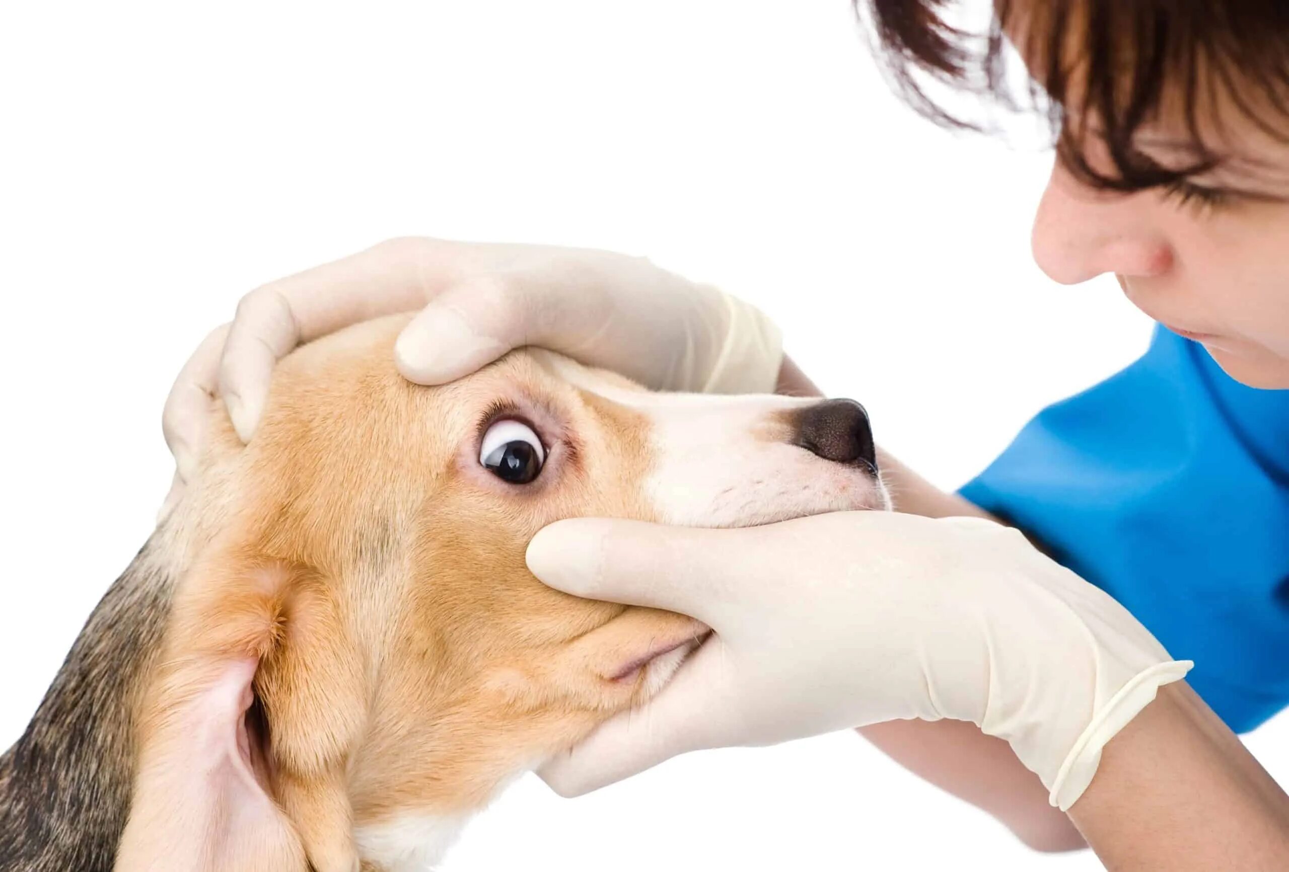 Собака перед операцией. Офтальмология животных. Болезни животных Ветеринария. Осмотр животных Ветеринария.