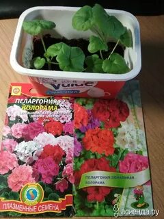 Магазин семена пеларгонии