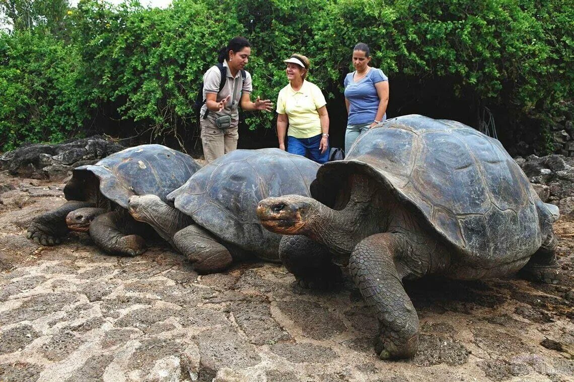 Галапагосская черепаха. Остров Галапагос черепахи. Галапагосская гигантская черепаха. Гигантские черепахи с Галапагосских островов. Большая галапагосская черепаха