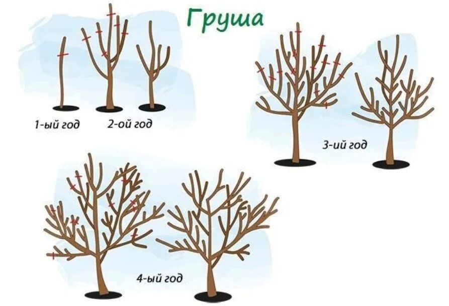 Как обрезать дерево груши. Правильно обрезать грушу весной. Подрезка яблонь весной схема. Формирующая обрезка груши весной. Схема обрезки груши весной.