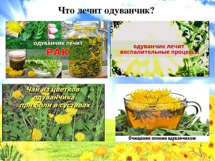 Что лечит одуванчик
