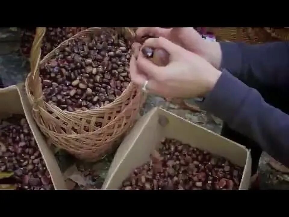 Каштан орех горький. Высохшие каштаны. Каштаны в корзине. Мадера фестиваль каштанов. Плоды конского каштан аптека.