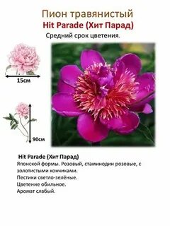 Систематика пиона