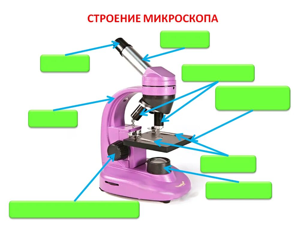 Микроскоп и его части 5 класс биология. Микроскоп строение микроскопа. Световой микроскоп строение. Строение микроскопа цифрового микроскопа. Строение светового микроскопа 5 класс.
