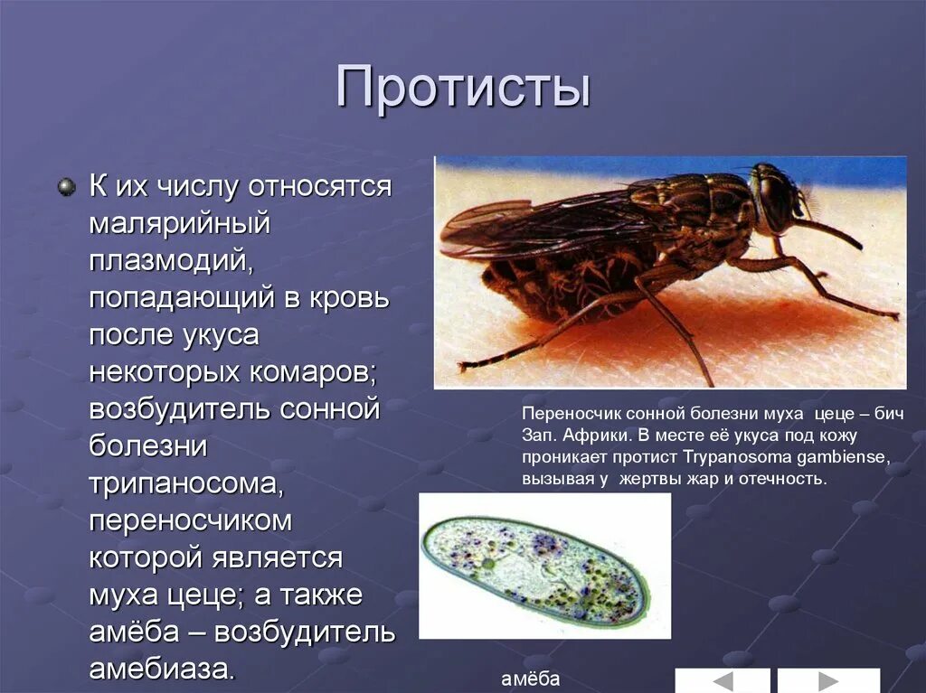 Какую опасность представляет мухи ответ
