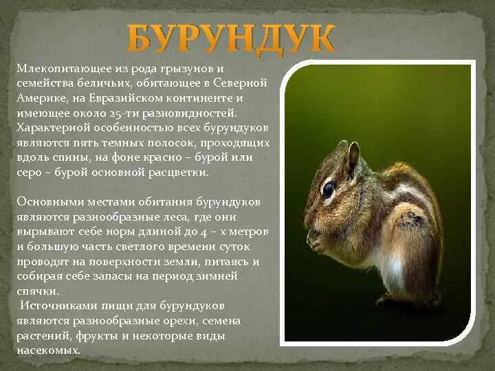Бурундук окружающий мир 4 класс сообщение кратко. Бурундук место обитания. бурундук сибирский среда обитания. бурундук приспособление к среде. млекопитающее семейства беличьих.
