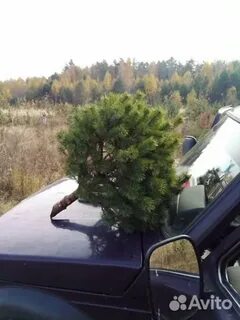 Авито сосна новогодняя оптом