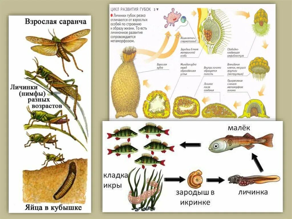 Конспект рост и развитие животных 8 класс. Рост и развитие животных 6 класс биология. Этапы развития животных. Стадии роста и развития животных. Пример процесса роста и развития у животных.